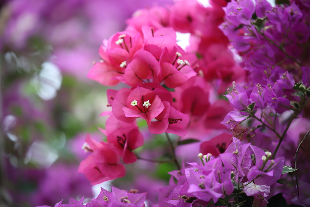 きれいな花