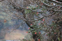 冬の雨の雫