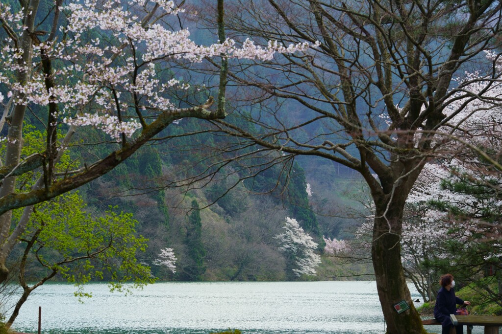 桜の風景