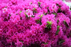 雨上がりのきれいな花