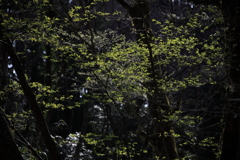 散歩道の新緑