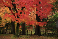 公園の紅葉２