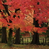 公園の紅葉２