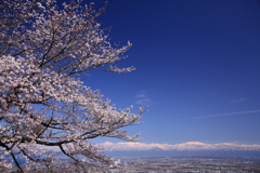 青空と桜と立山連峰