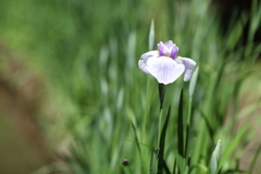 今日の花菖蒲