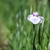 今日の花菖蒲