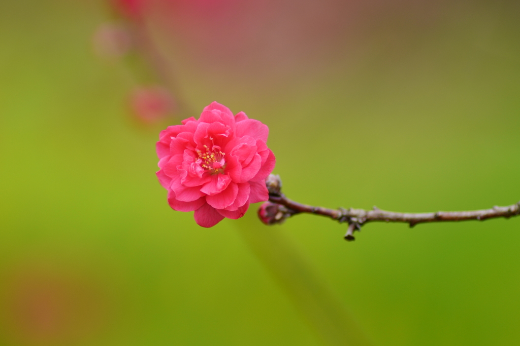 紅い花