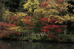 公園の紅葉