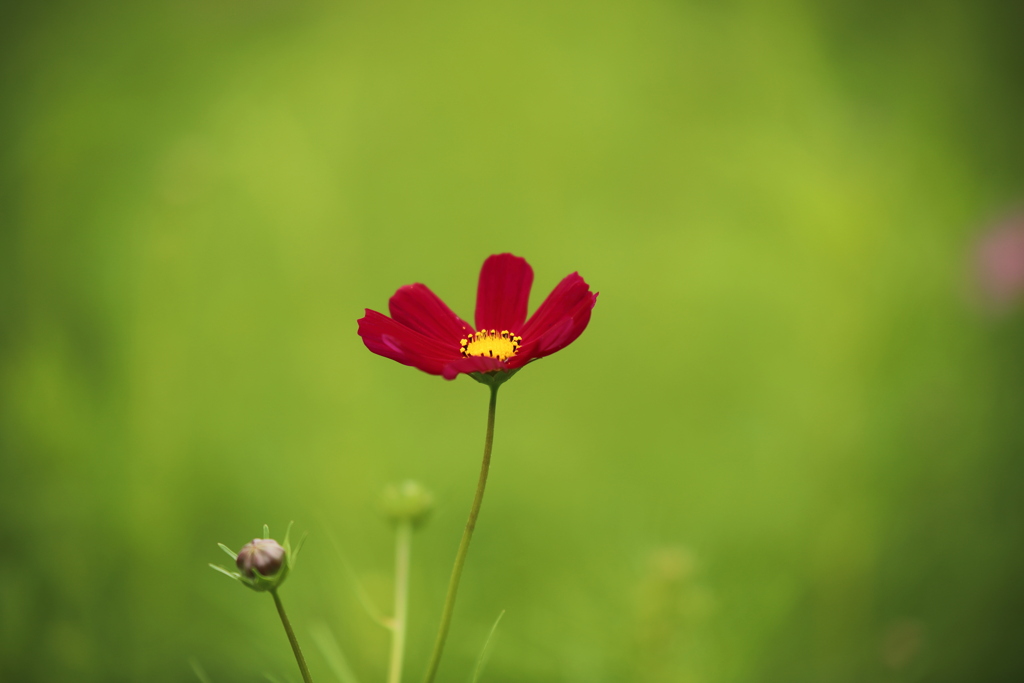 花一輪