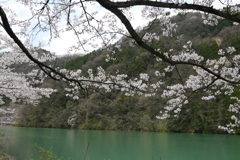 桜の風景