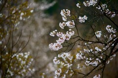 今日の桜