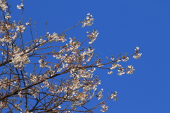 桜の風景