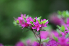 ピンクの花