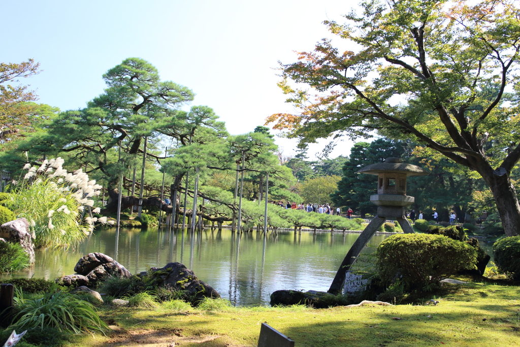 兼六園のススキと松