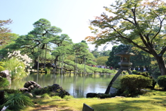 兼六園のススキと松