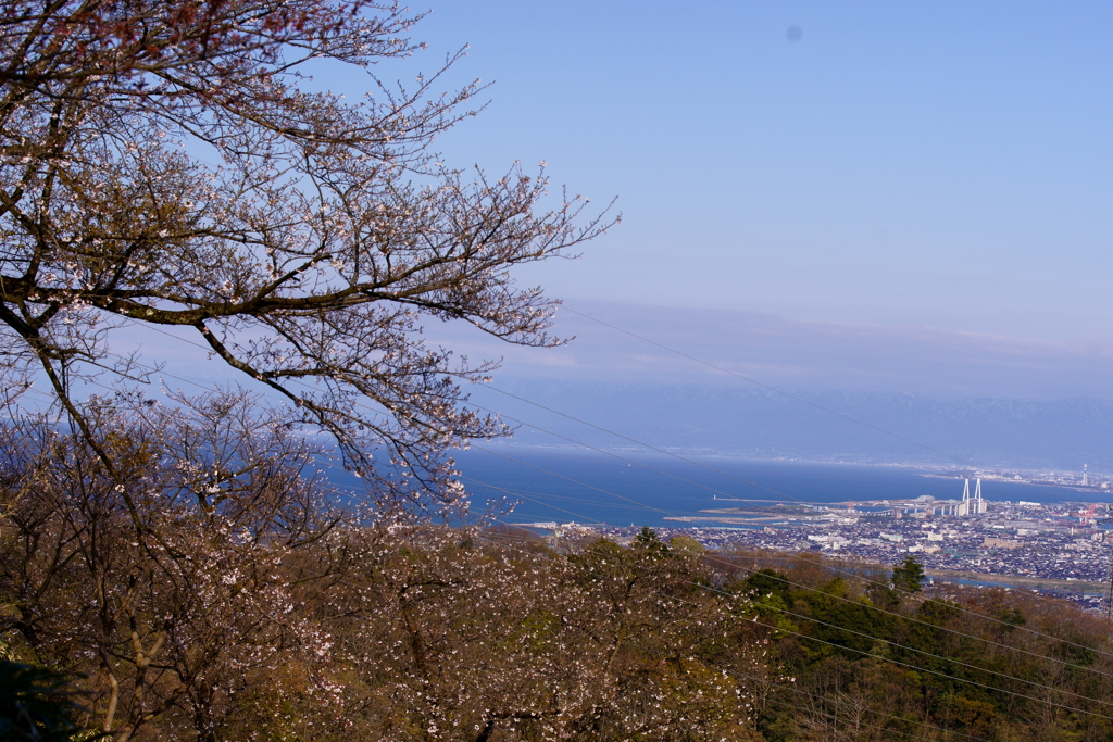 桜の風景