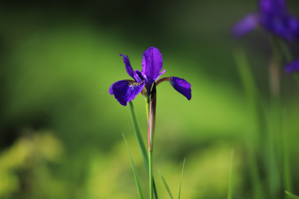 きれいな花