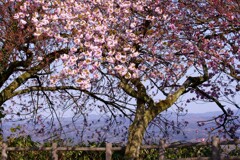 桜の風景