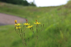 野に咲く花のように