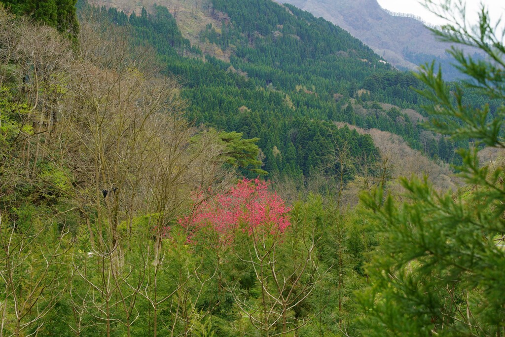 遠くに紅い花