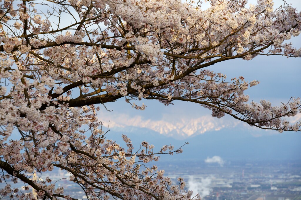 桜の風景