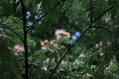 野に咲く花のように♬