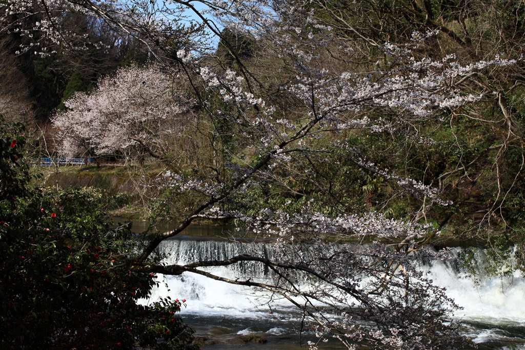 桜と滝