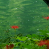 彼岸花