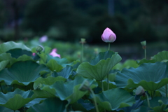 蕾