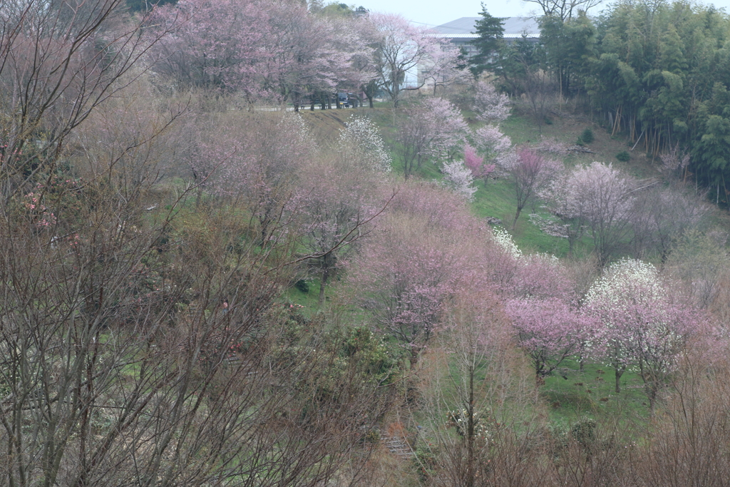 春の風景