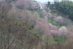 春の風景