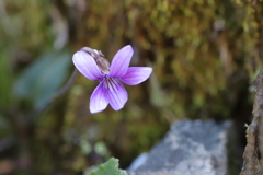 きれいな花