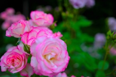 薔薇その1