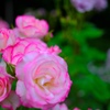 薔薇その1