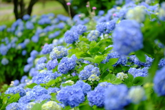 紫陽花