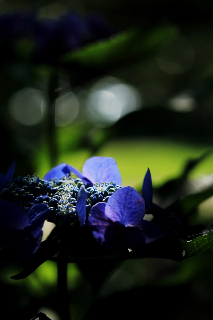 紫陽花