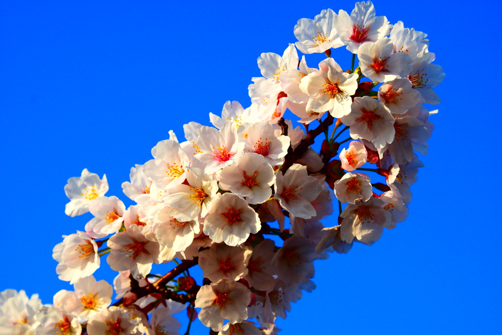 ギラギラした桜