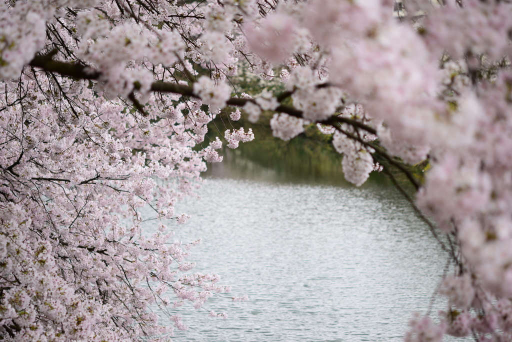 桜色トンネル