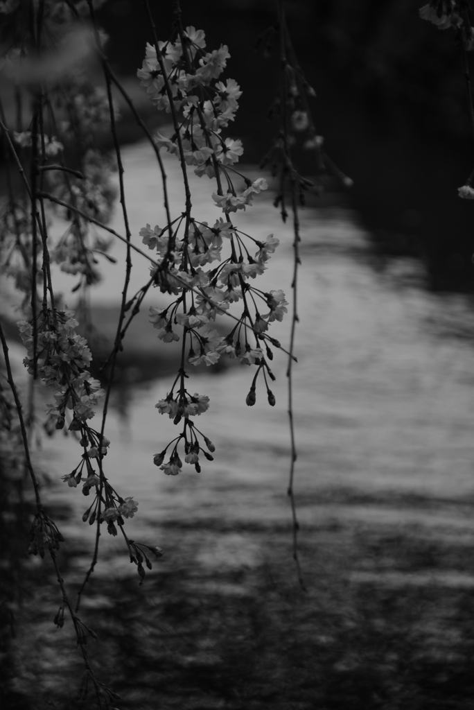 水路の桜