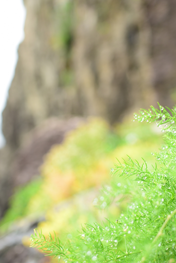 雨上がりの水草