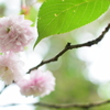 八重桜