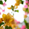 花の輪