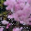 春の小川