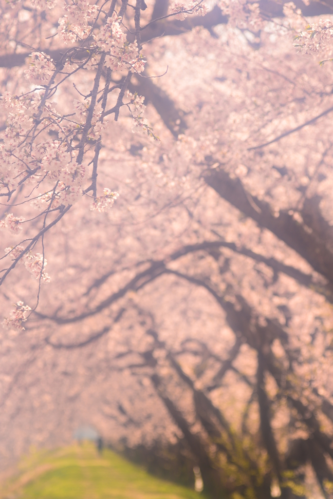 土手の桜並木