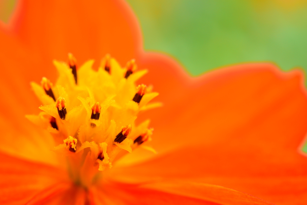 花びらの中の花束