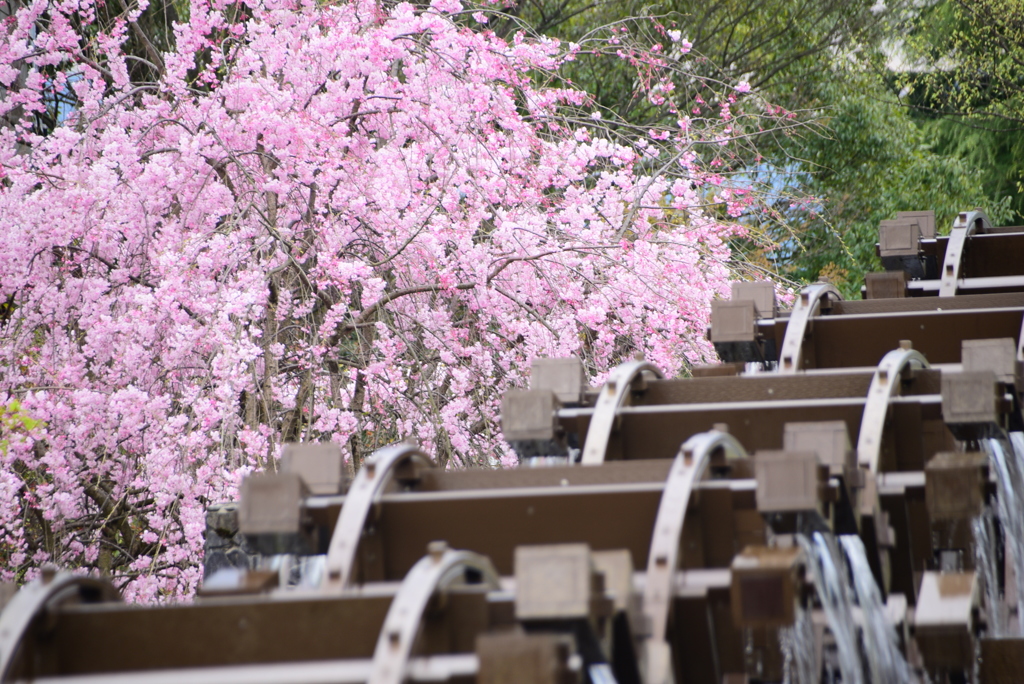 水車と桜