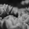 たくさんの花びら