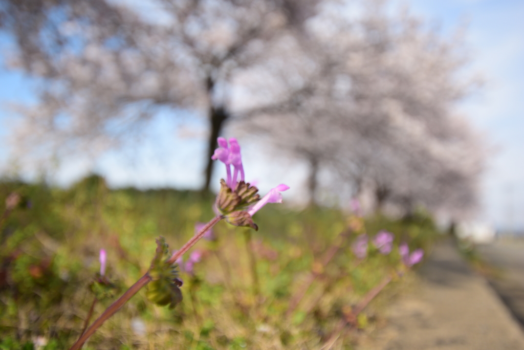 桜並木