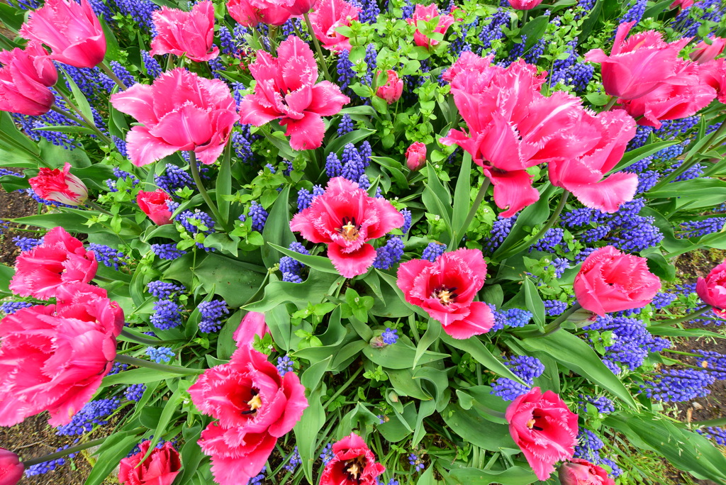 花のビル群を上空より撮影