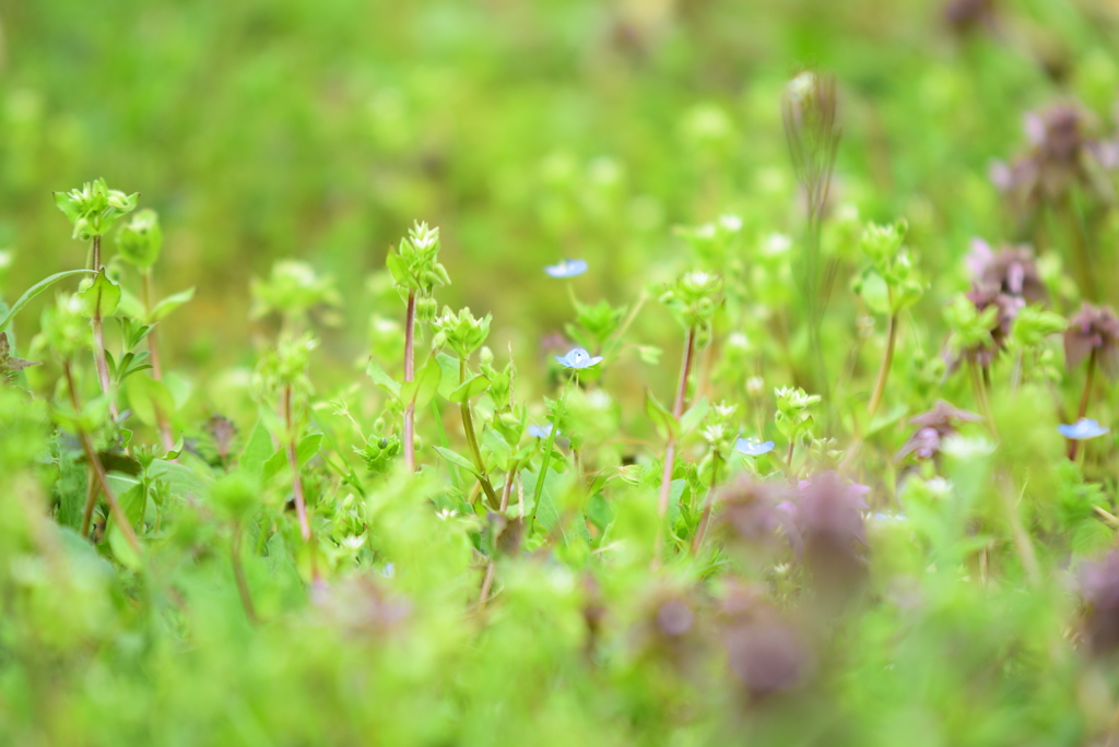 春の草花